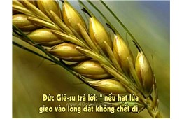 TÂM SỰ CUỐI ĐỜI VỀ HẠT LÚA - GB. Bùi Tuần